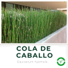 Equisetum (Cola de Caballo)