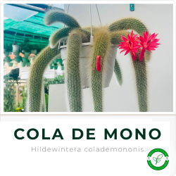 Cola de Mono (colgante)
