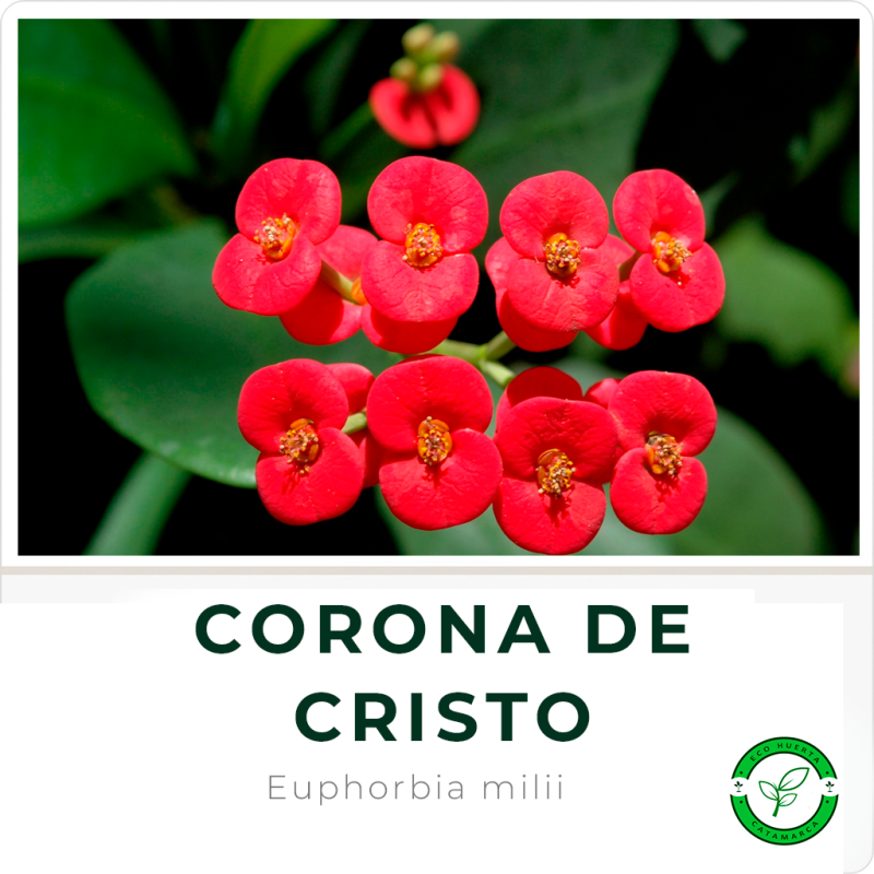 Corona de Cristo