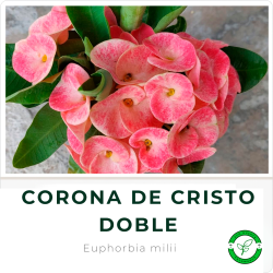 Corona de Cristo Doble