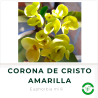 Corona de Cristo Amarilla