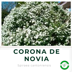 Corona de Novia