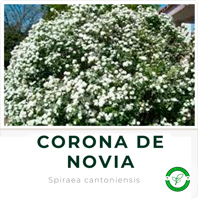 Corona de Novia
