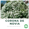 Corona de Novia