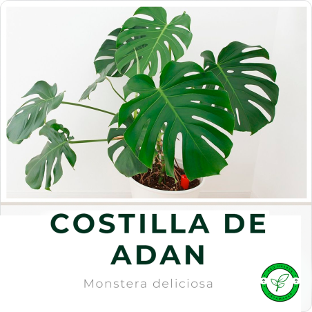 Costilla de Adan