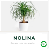 Nolina (Pata de Elefante)