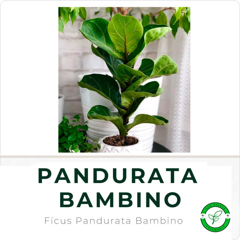 Pandurata “Bambino”