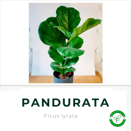 Pandurata 5L