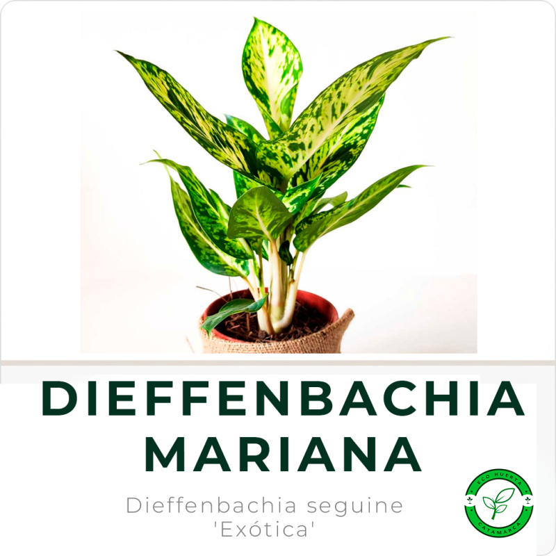 Dieffenbachia Mariana