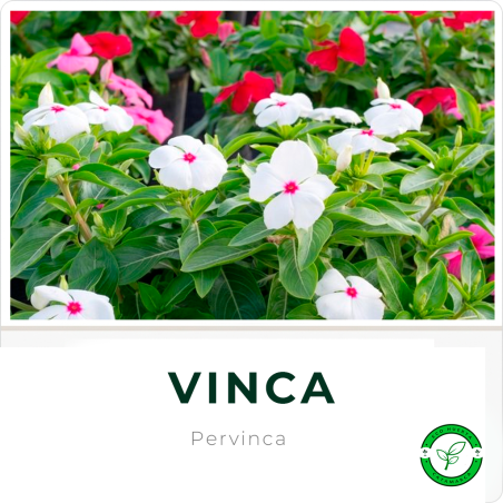 Vinca