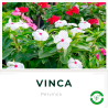 Vinca