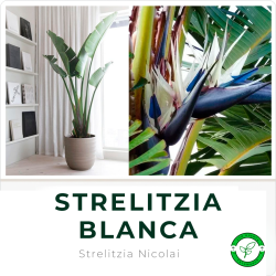 Strelitzia Nicolai (Flor del Pájaro Blanco)