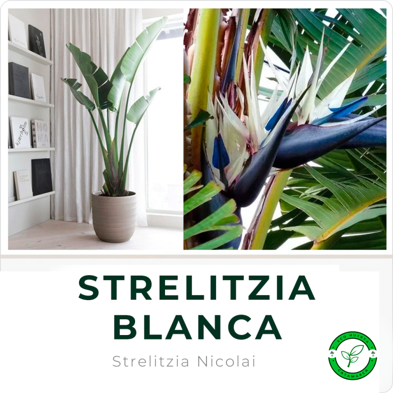 Strelitzia Nicolai (Flor del Pájaro Blanco)