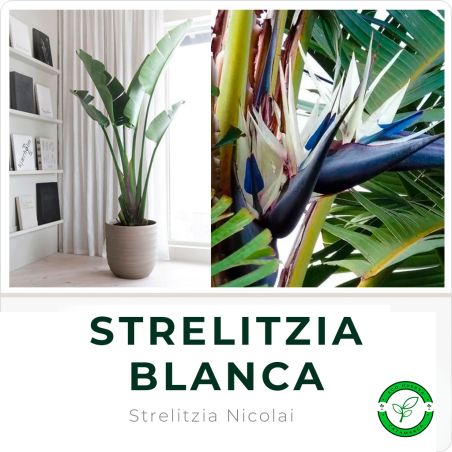 Strelitzia Nicolai (Flor del Pájaro Blanco)
