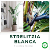 Strelitzia Nicolai (Flor del Pájaro Blanco)