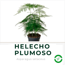 Helecho Plumoso