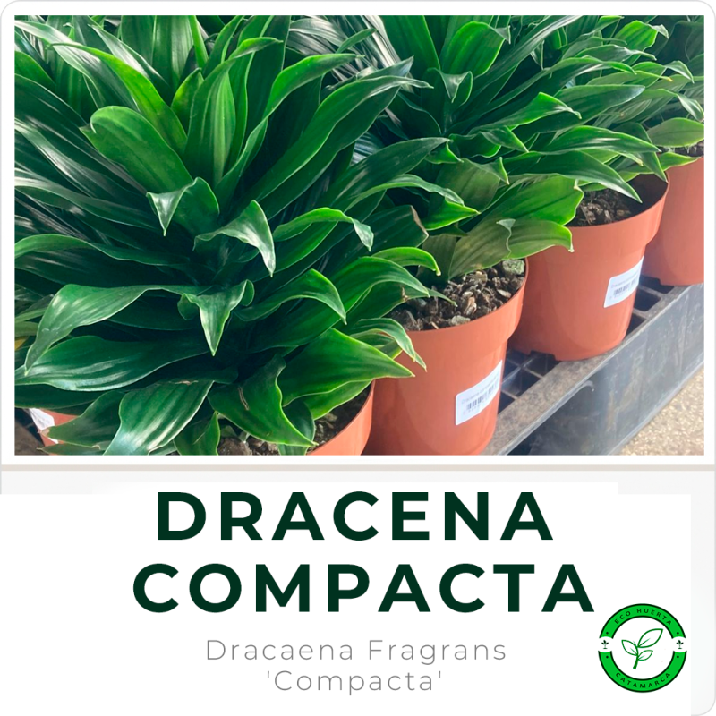 Dracena Compacta
