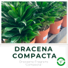 Dracena Compacta