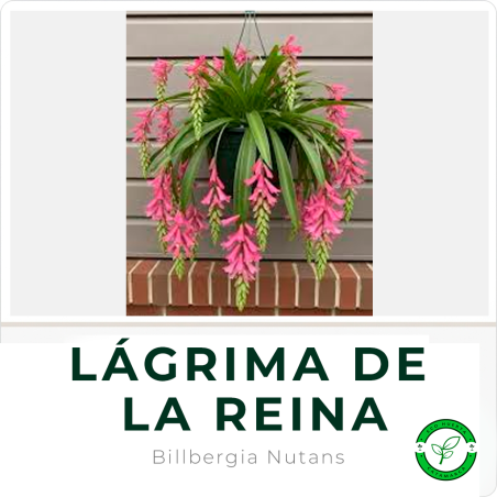 Lágrima de la Reina (Doble)