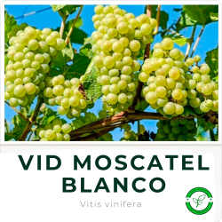 Vid Moscatel Blanco