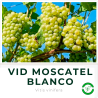 Vid Moscatel Blanco