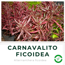 Carnavalito Ficoidea