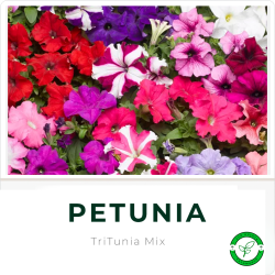 Petunia