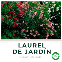 Laurel de Jardín
