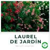Laurel de Jardín