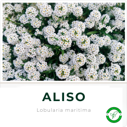 Aliso