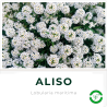 Aliso