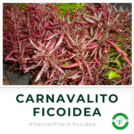Carnavalito Ficoidea
