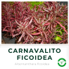 Carnavalito Ficoidea