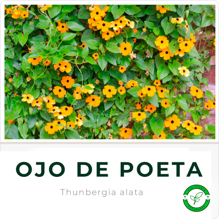 Ojo de Poeta