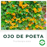 Ojo de Poeta