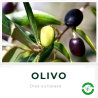 Olivo