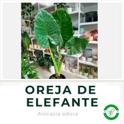 Oreja de Elefante