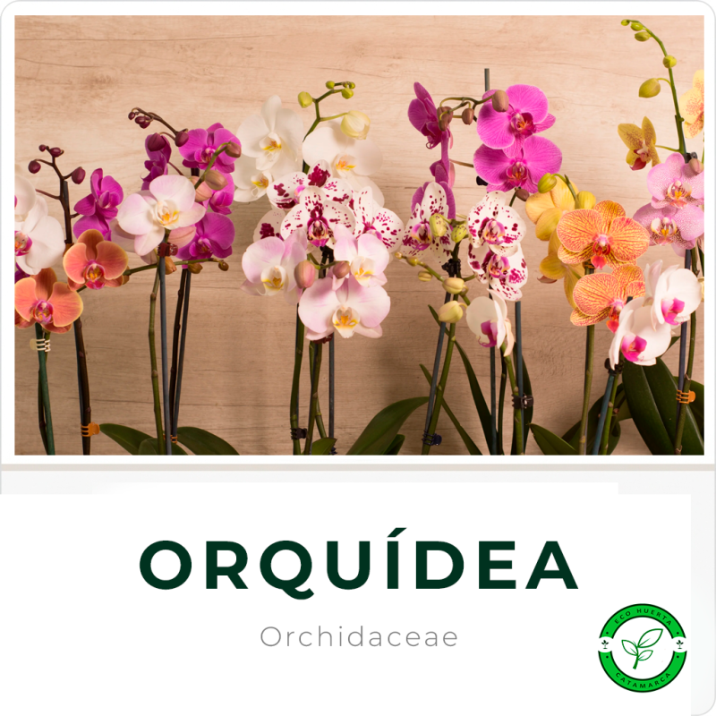 Orquidea