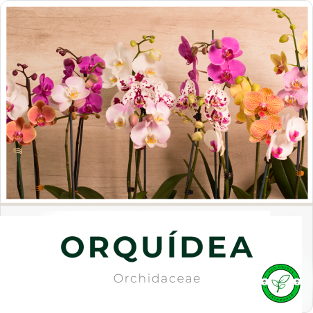 Orquidea