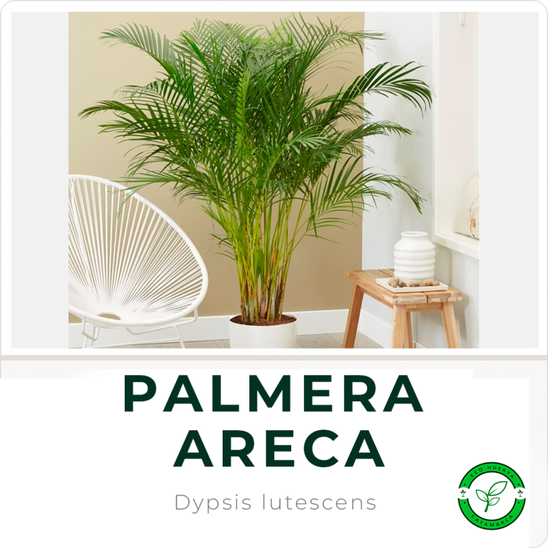 Palmera Areca