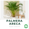 Palmera Areca