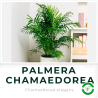 Palmera Chamaedorea