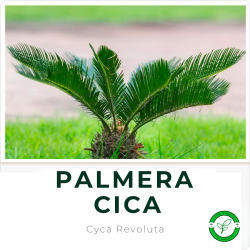 Palmera Cicca M12