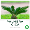 Palmera Cicca M12