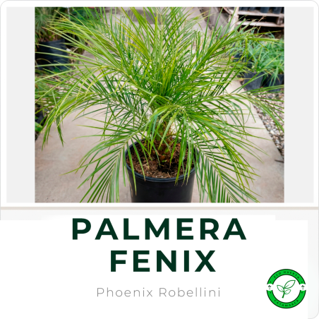 Palmera Fenix