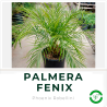 Palmera Fenix