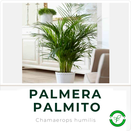 Palmera Palmito 3L