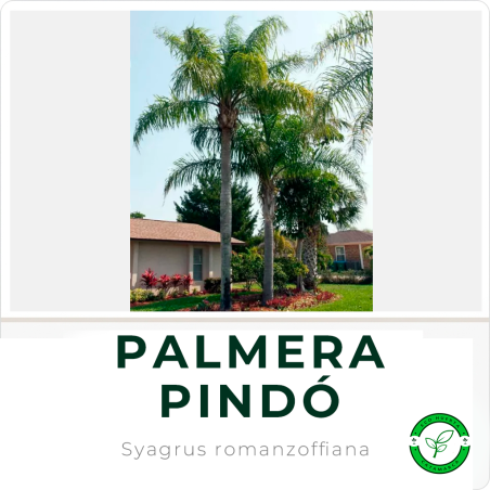 Palmera Pindo