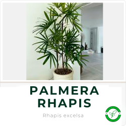 Palmera Raphis