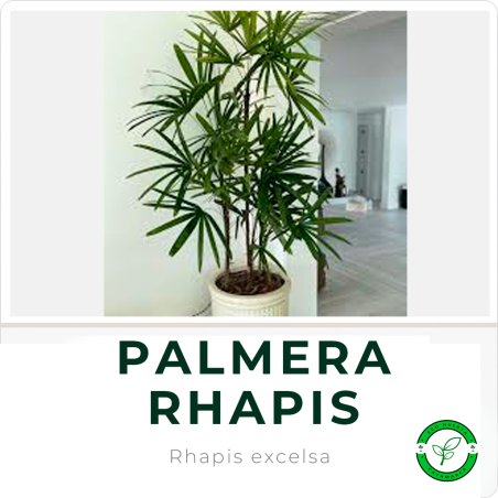Palmera Raphis